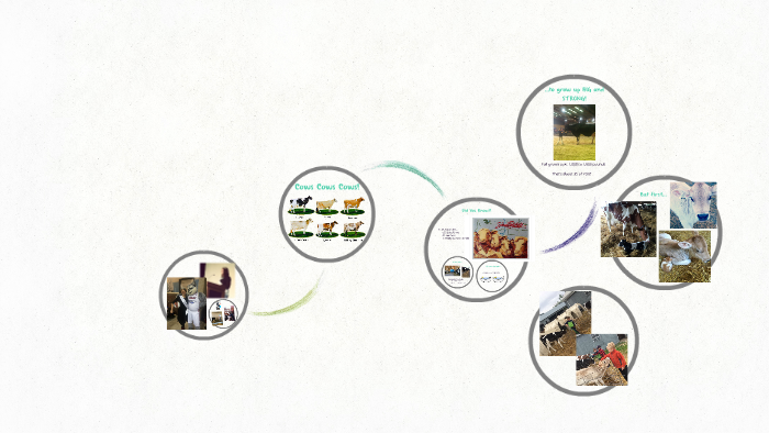 Cows Cows Cows! by on Prezi