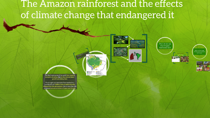 The Amazon rainforest and the effects of climate change that by Iris ...
