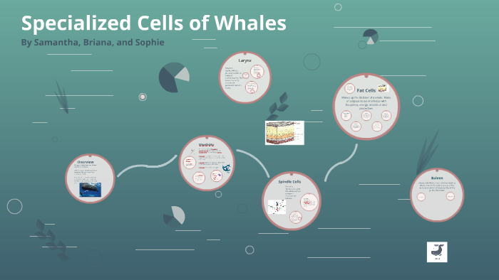 Specialized Cells of Whales by Briana Stanton on Prezi