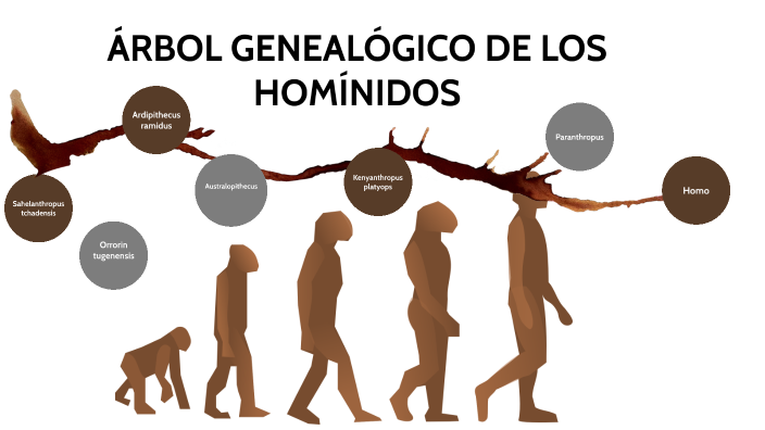 Homínidos by Paula Cabrera on Prezi