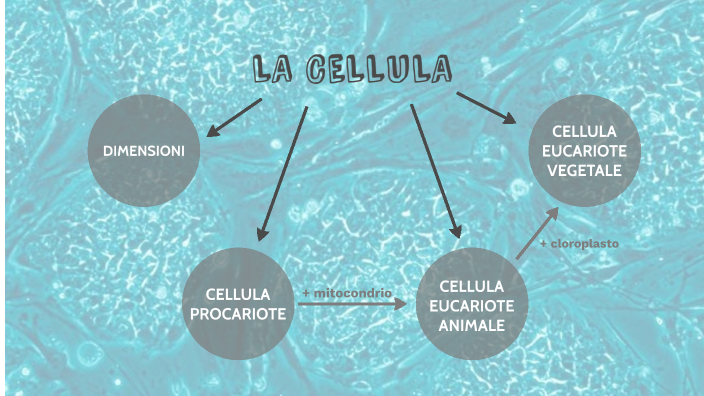 LA CELLULA by Sara Coltura on Prezi