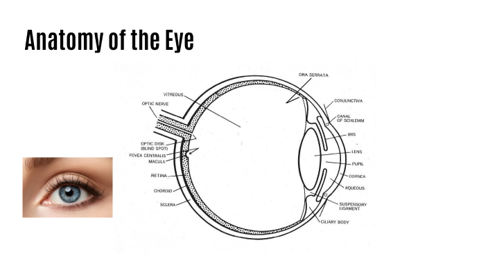Anatomy of the Eye by Andria McDonald on Prezi