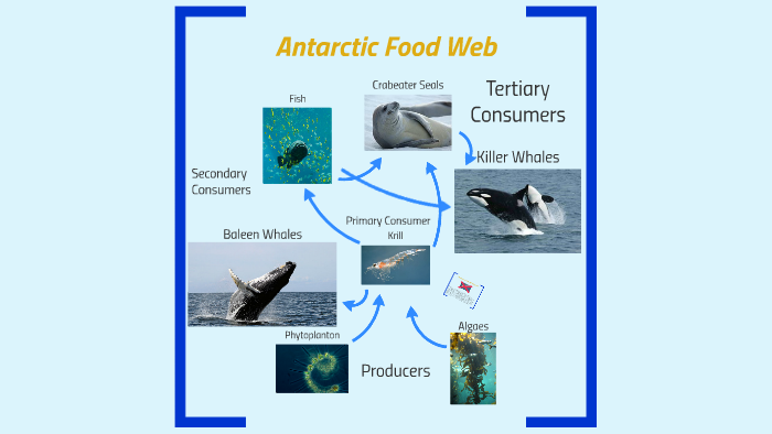 antarctic food