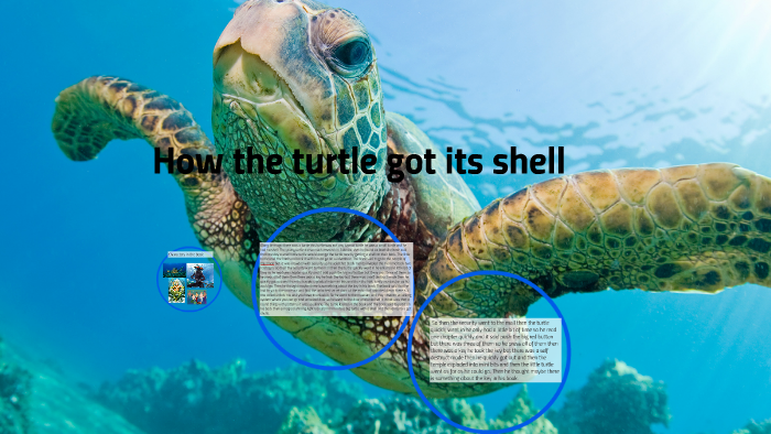 How the turtle got its shell by stephen Semren on Prezi