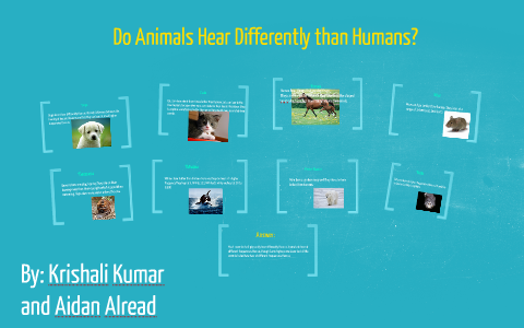 Do Animals Hear Differently Than Humans? by Krishali Kumar