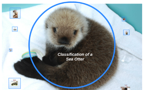 Classification of a Sea Otter by makenzie mahone on Prezi