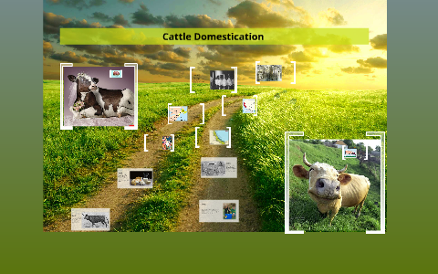 Cattle Domestication by Luz Lopez on Prezi