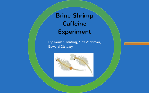 brine shrimp caffeine experiment