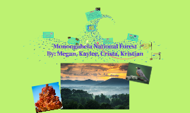 Monongahela National Forest By Megan Gunnery