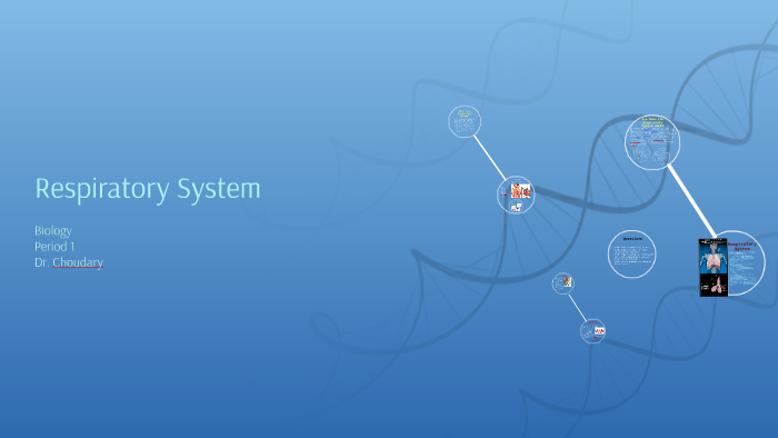 Respiratory System by Vanessa Rodriguez on Prezi