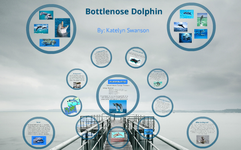 Bottlenose Dolphin by Katelyn Swanson on Prezi