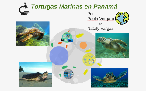 Tortugas Marinas En Panamá by nataly vargas on Prezi