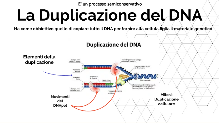 Duplicazione del DNA by Andrea Acerbis on Prezi