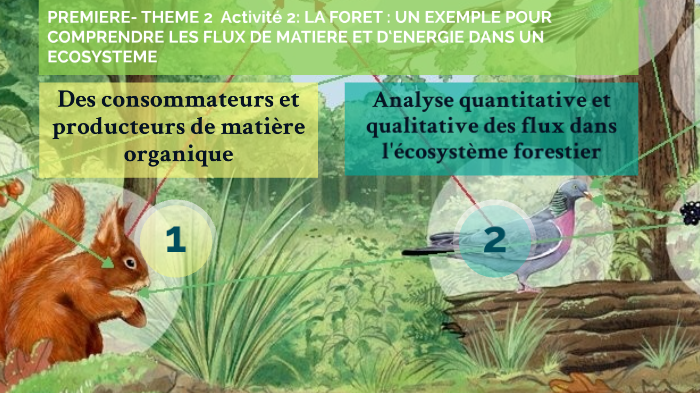 1ERE SPE- THEME 2 Activité 2: LA FORET : UN EXEMPLE POUR COMPRENDRE LES ...