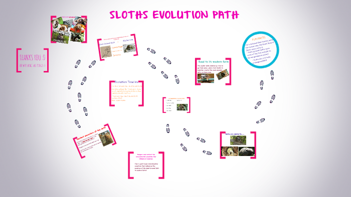 Sloths Evolution Pathhhh By Midori Hong