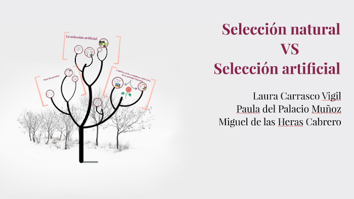 Diferencias Entre La Seleccion Natural Y Artificial prezi.com
