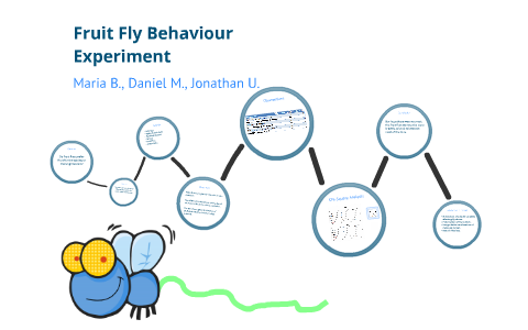 introduction of fruit fly experiment