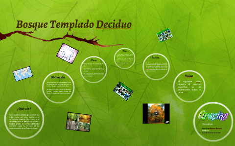 Bosque Templado Deciduo by Juan Diego Jimenez Marconi