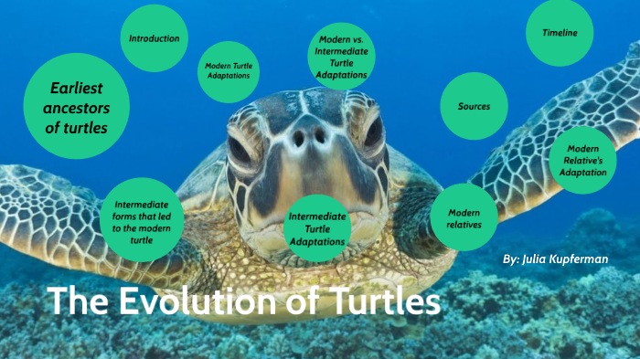 The Evolution of Turtles by Julia Kupferman on Prezi