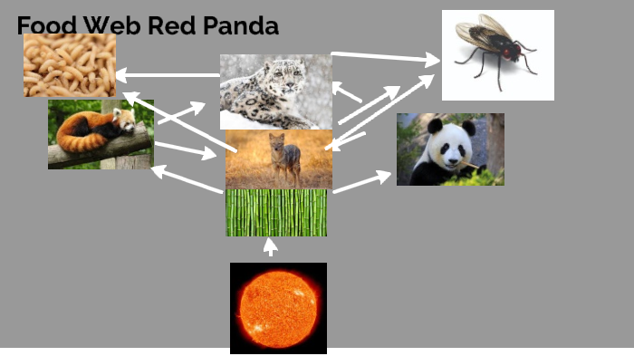 Red Panda Food Web 2.0 by Bradley Stamey on Prezi
