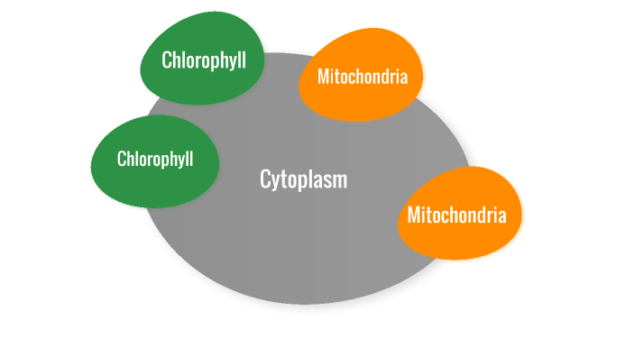 Circle of Life activity by Auburne Mauger