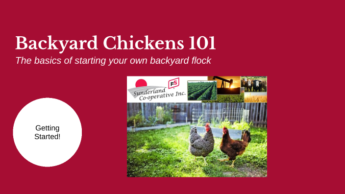 Backyard Chickens 101 By Allison Northey On Prezi Next