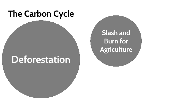 The Carbon Cycle by Liorah Sanchez on Prezi
