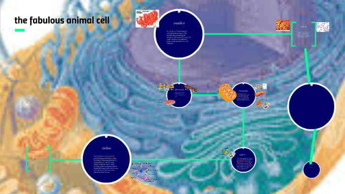 the fabulous animal cell by payton tetter on Prezi