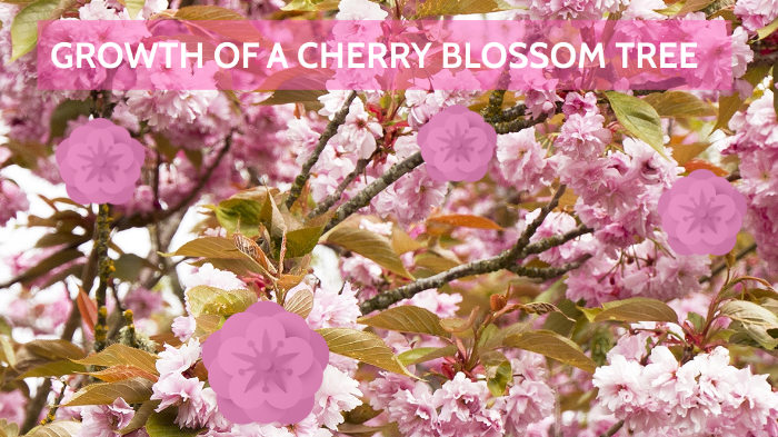 growth-of-a-cherry-blossom-tree-by-bernice-heng