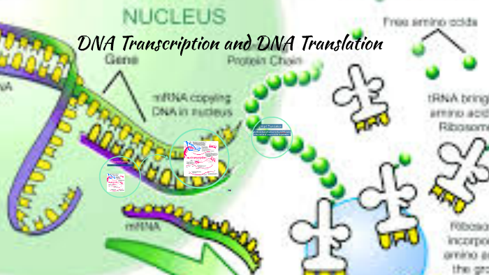 DNA Transcription and DNA Translation by Cheyenne Rocha on Prezi