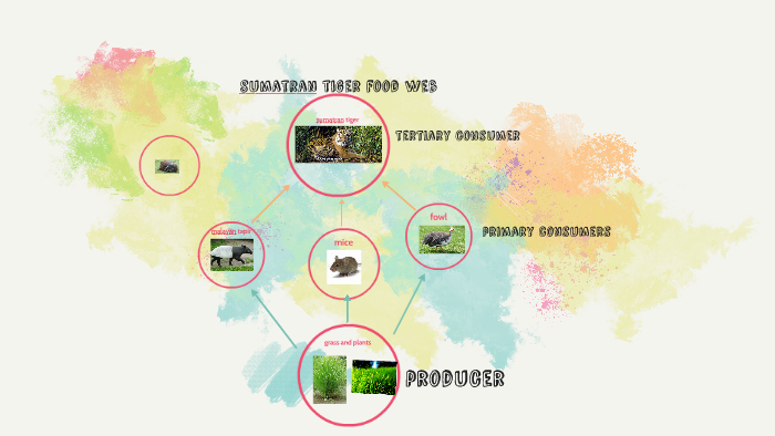 sumatran tiger food web by alexa martinez on Prezi