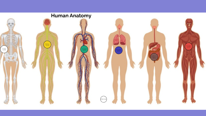 human anatomy prezi presentation