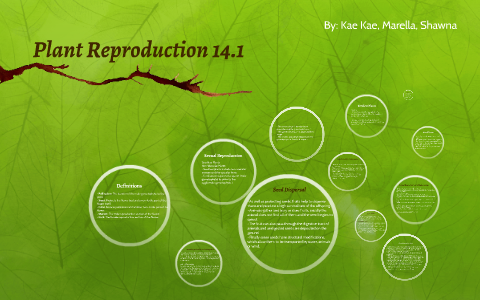 Seedless Vascular Plants Reproduction : Plants Ii Non Vascular And Seedless Vascular Plants Biol110f2012 Confluence - During the other phase of the life cycle ferns produce spores.