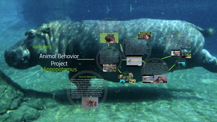 Animal Behavior Project By Theresa Berg