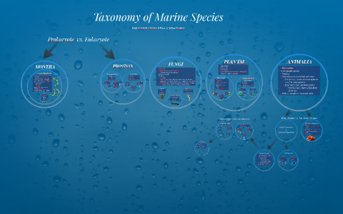 Taxonomy of Marine Species by Charleen O'Brien on Prezi