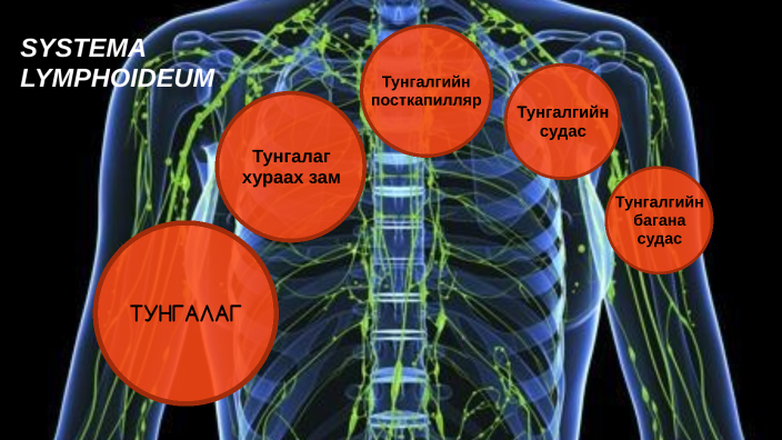 тунгалгийн тогтолцоо by Buyanzaya .E on Prezi