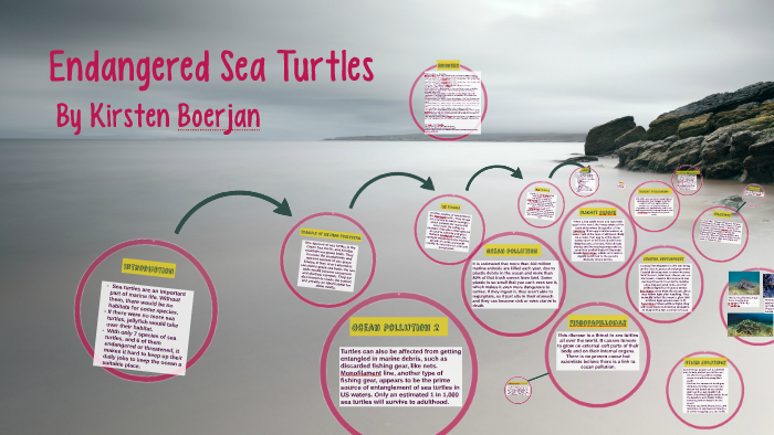 Endangered Sea Turtles by Kirsten Boerjan on Prezi