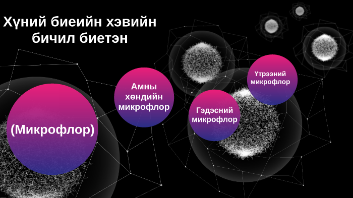 Хүний биеийн хэвийн бичил биетэн (Микрофлор) АСБД-207 Э.Энхтөр Б ...