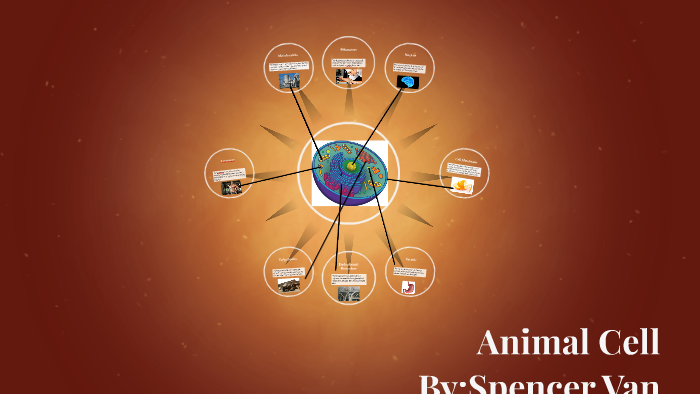 Animal Cell by Spencer Van on Prezi