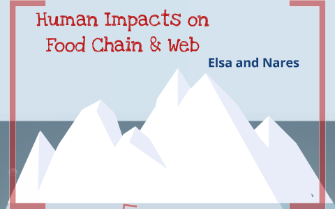 Human Impacts on Food Chains & Webs by Nares Anindya on Prezi Biology Diagrams