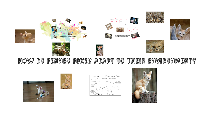 Fennec fox adaptations by Rebecca Qualls