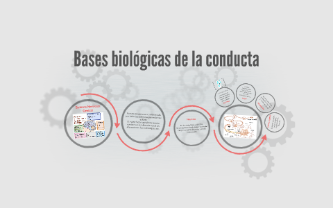 Bases Biológicas De La Conducta By Erika Saiffe Bada On Prezi