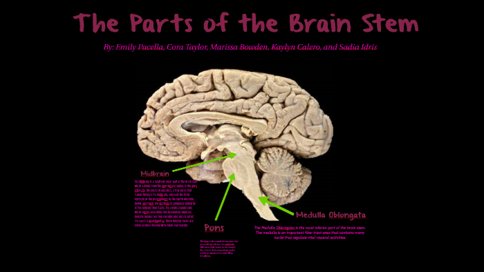 The Parts of the Brain Stem by Charlie Jude on Prezi