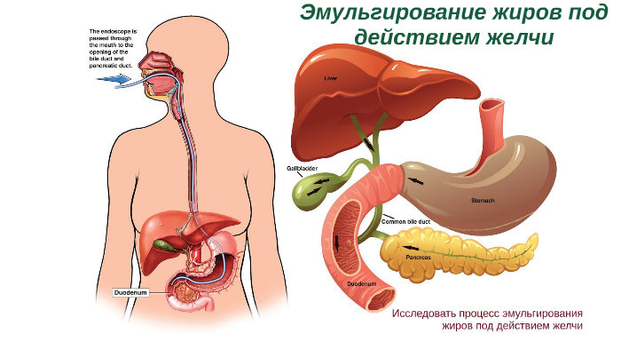 Откачка желчи. Эмульгация жиров. Эмульгирование жиров желчными кислотами. Действие желчи на жиры лабораторная работа.