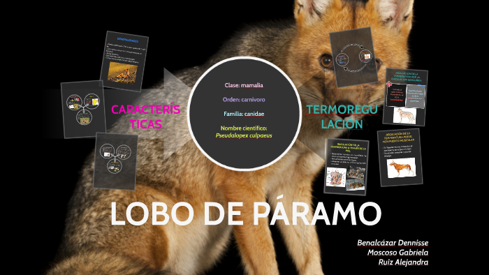 Lobo Parham LOBO DE PÁRAMO by Orlando Benalcazar on Prezi