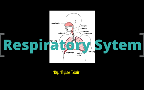 Respiratory System by ry b on Prezi