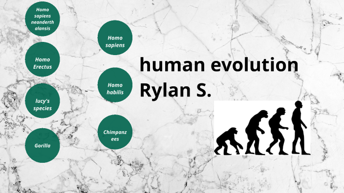 human evolution by Rylan Simonton on Prezi