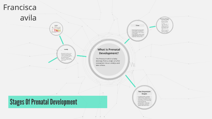 Stages Of Prenatal Development by francisca avila