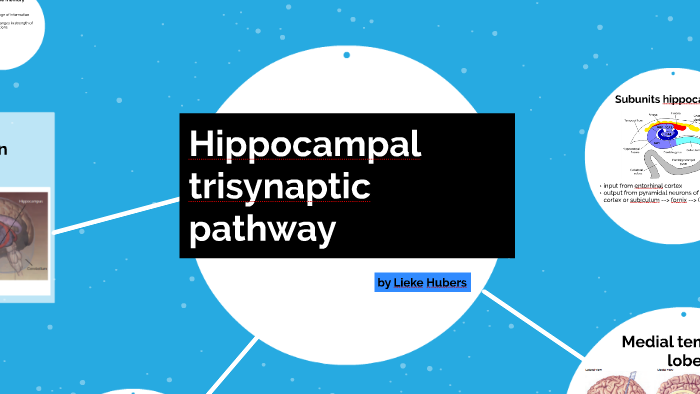 Hippocampal trisynaptic pathway by Lieke Hubers on Prezi