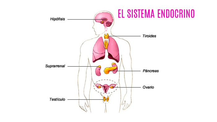 EL SISTEMA ENDOCRINO by Nerea De Diego Pérez on Prezi